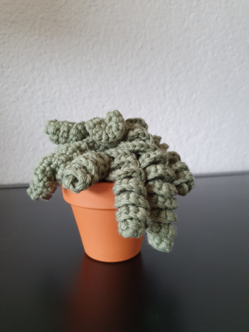 Cactus sierplantje