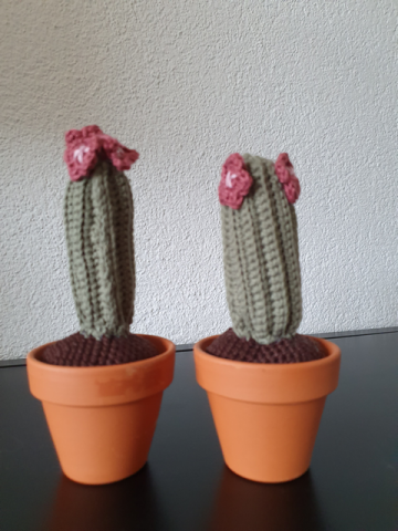 Catus met bloemetjes