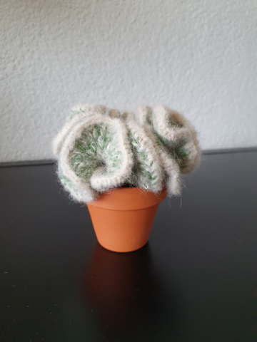 Catus plantje